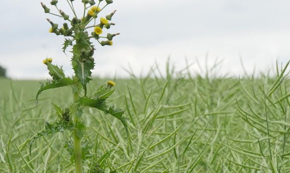 Prickly weed in the field.